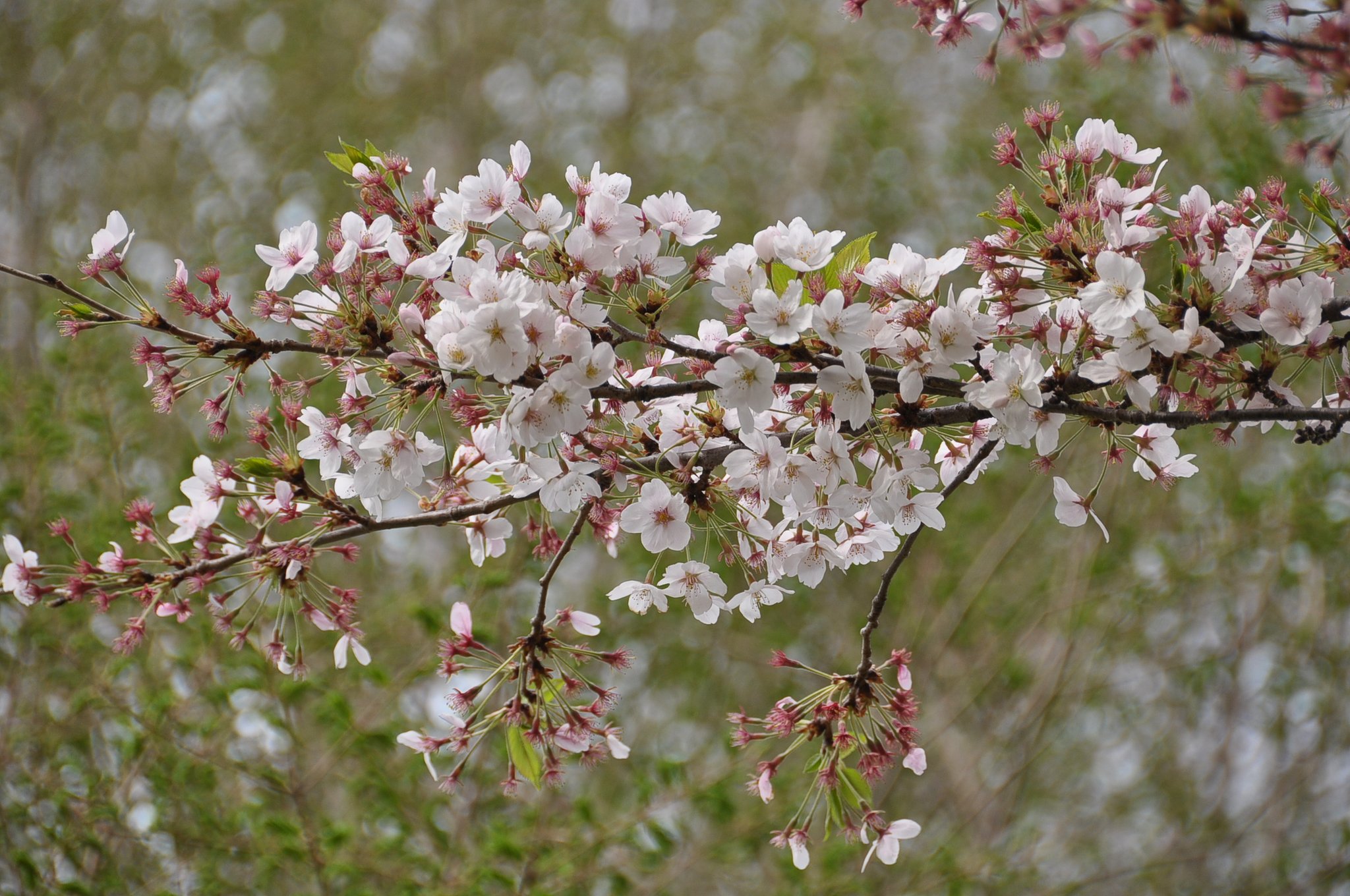 葉桜