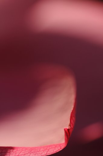 赤い誘惑