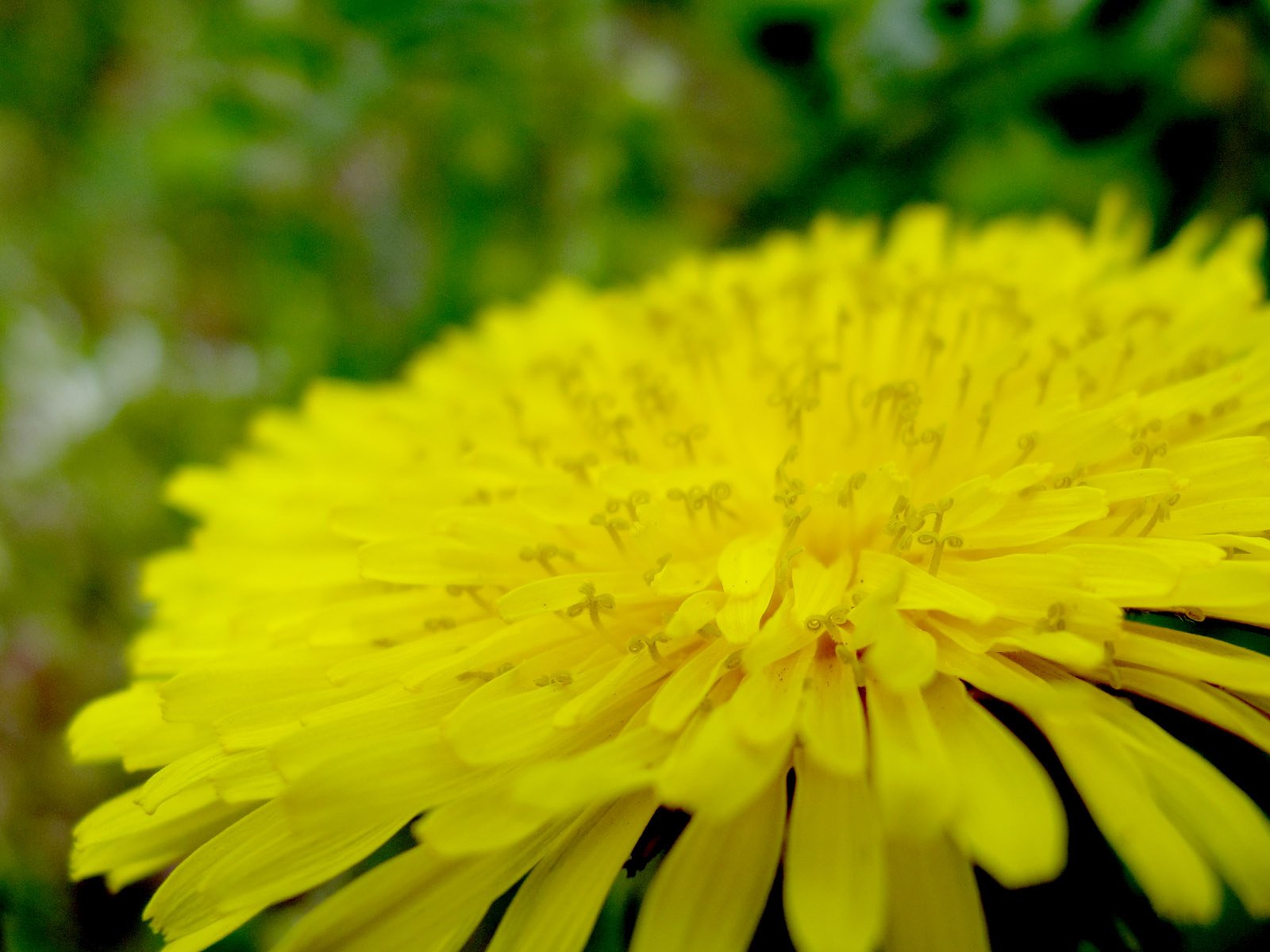 たんぽぽの花