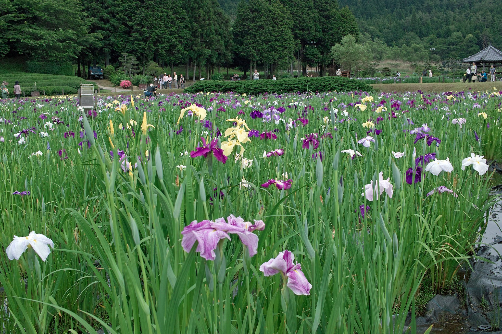 花菖蒲