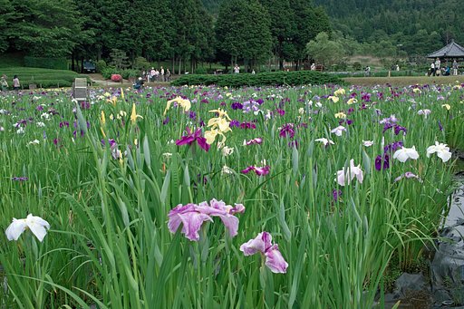 花菖蒲