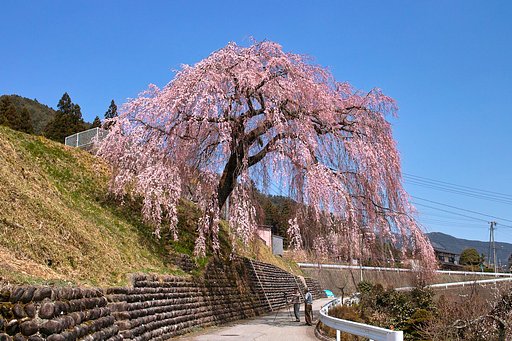 【おだやかな・・・春】 鼻水太朗しだれ桜　じゃにゃい！