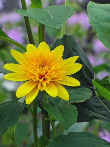 【縦撮り】夏の花