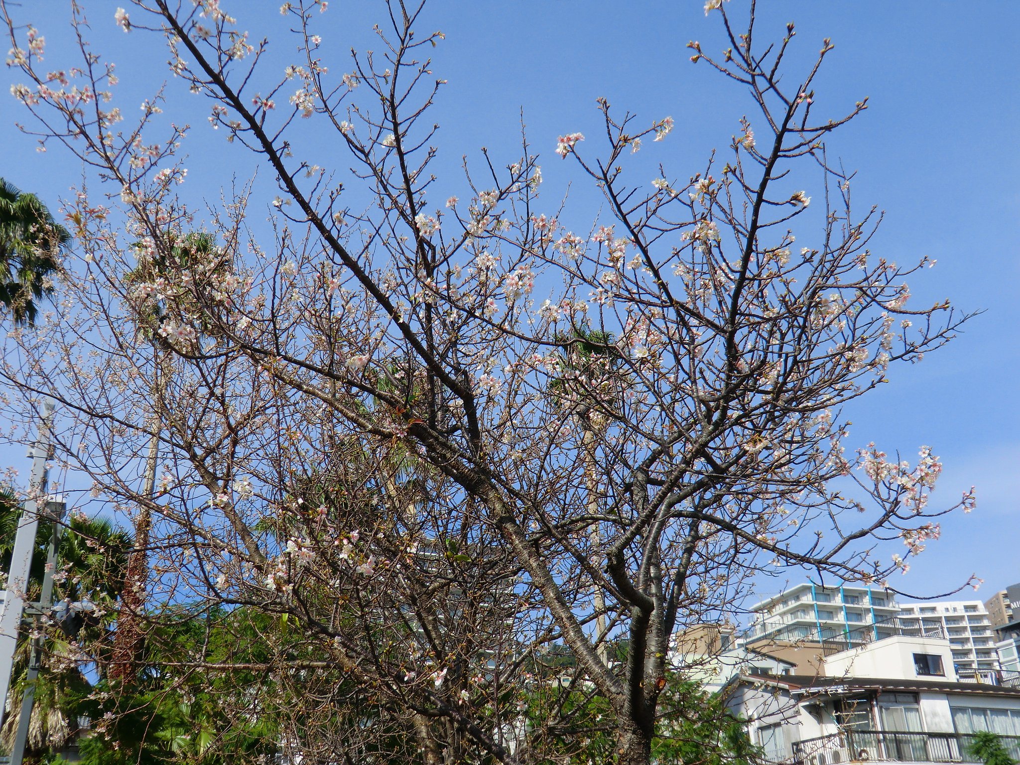 ヒマラヤ桜