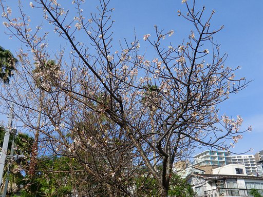 ヒマラヤ桜