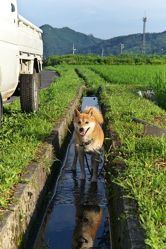 【縦撮り】省エネ避暑方法!