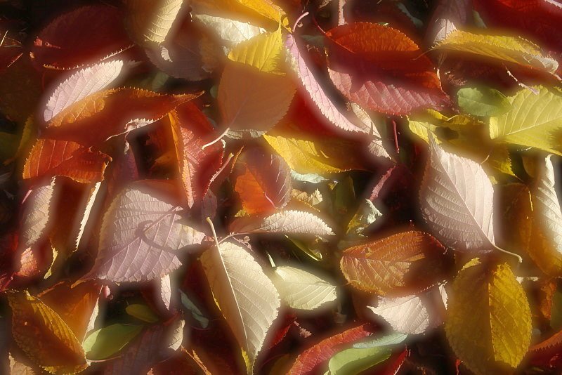 ヤマザクラの落ち葉（レタッチ）