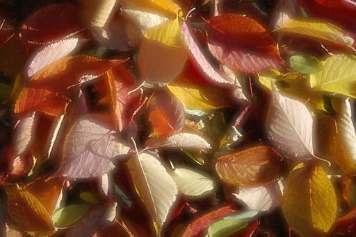 ヤマザクラの落ち葉（レタッチ）