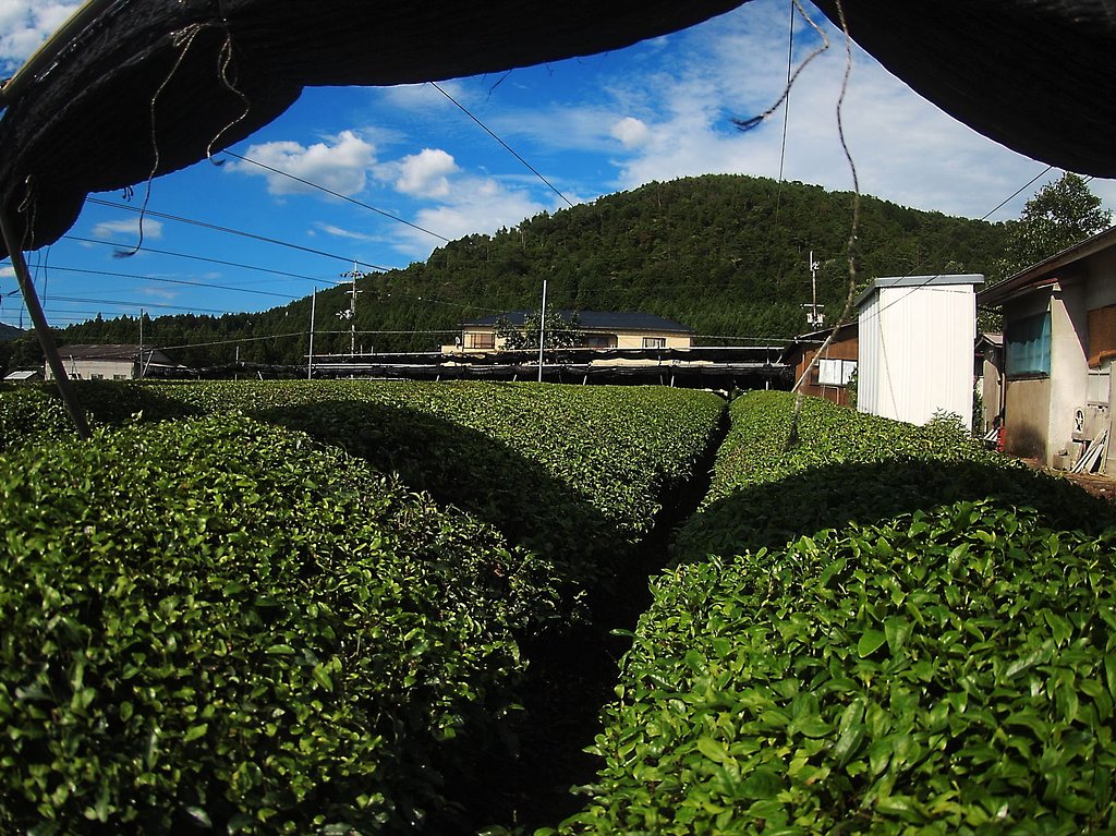 茶畑