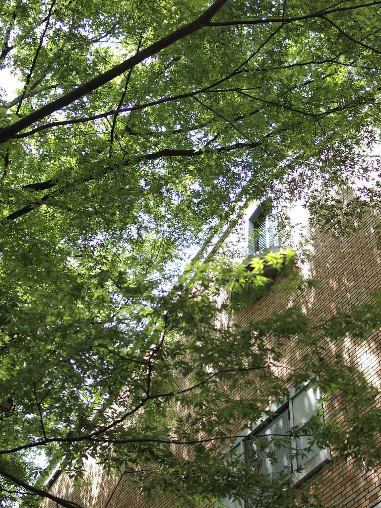 【縦撮り】 夏模様