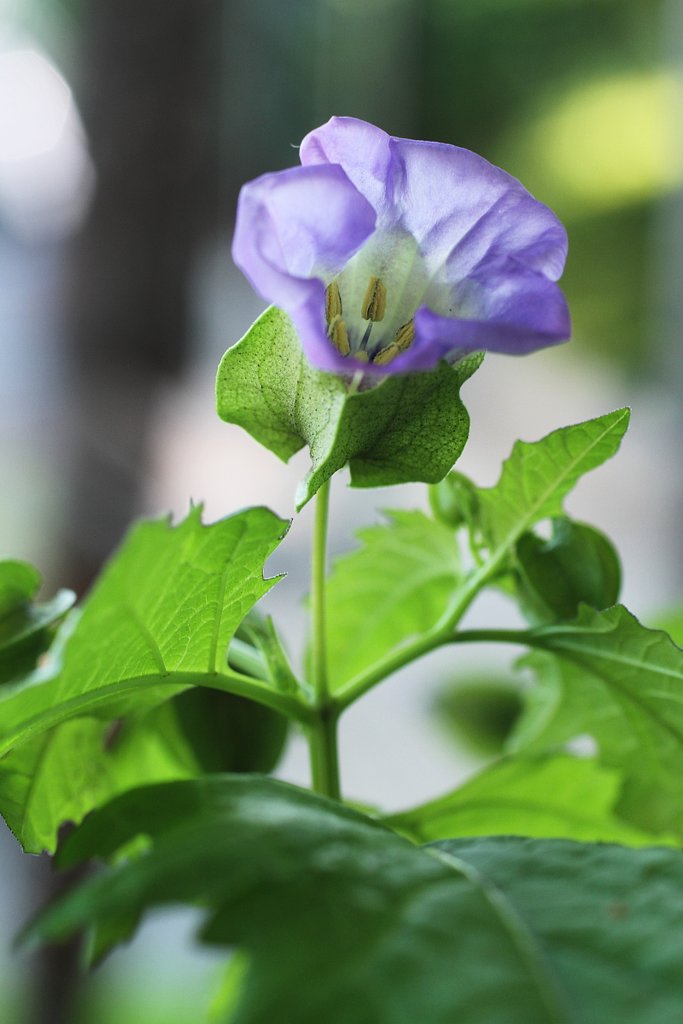 クロホオズキの花