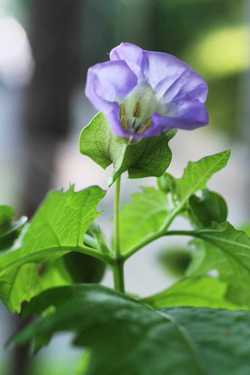 クロホオズキの花