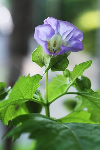 クロホオズキの花