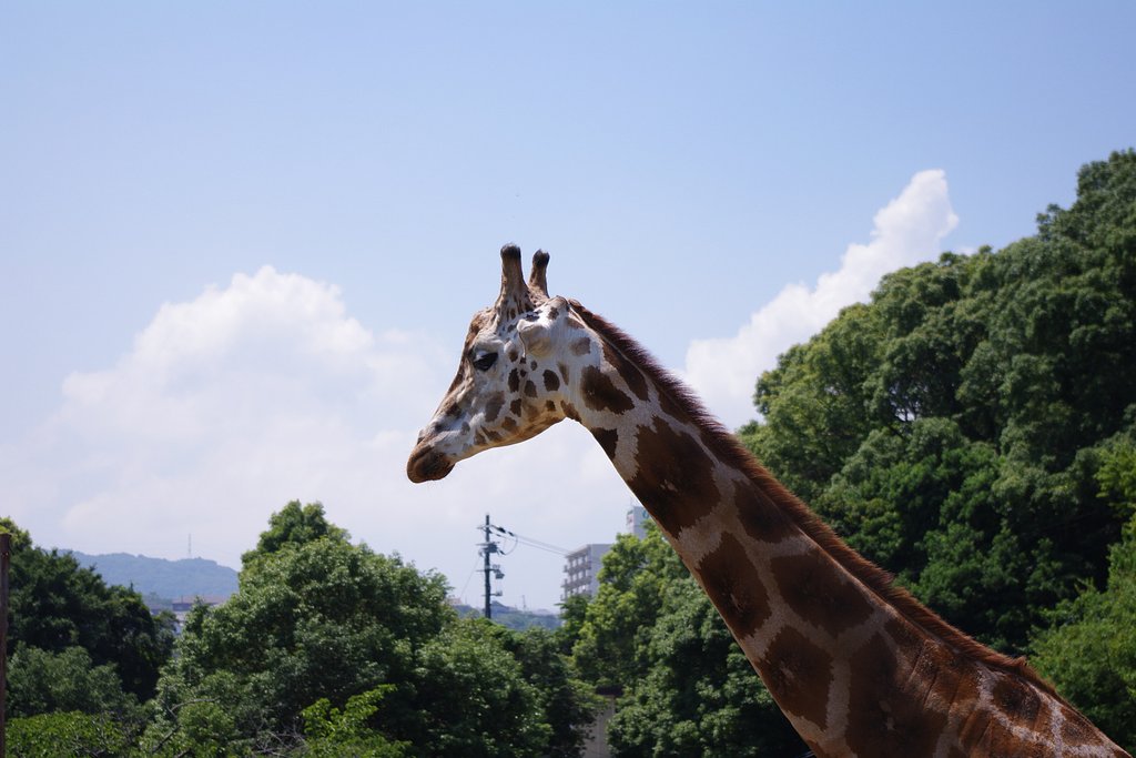 みさき公園