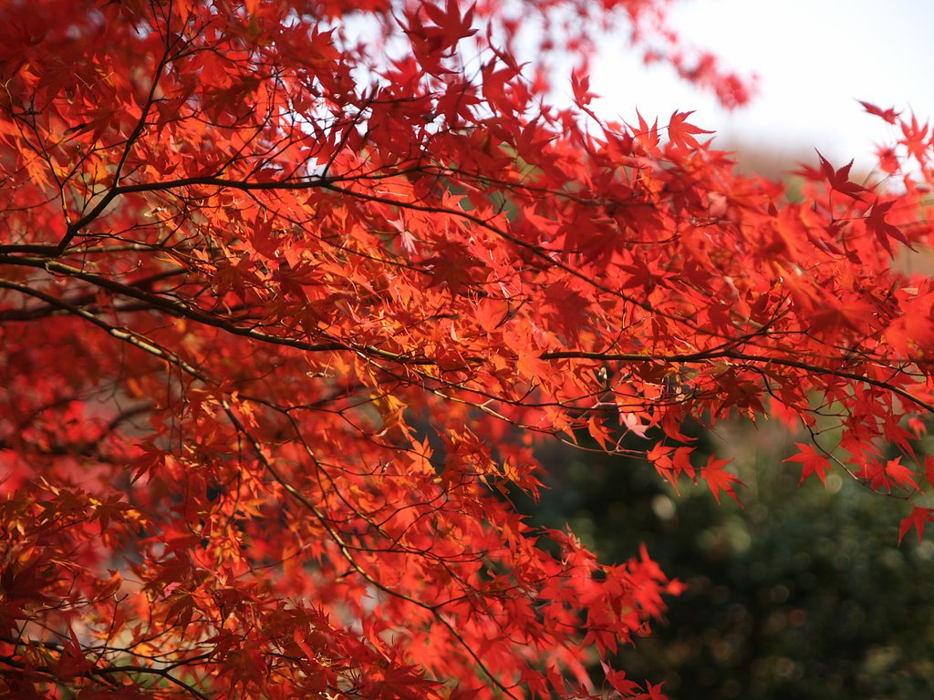 紅葉