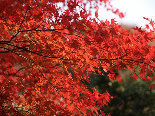 紅葉