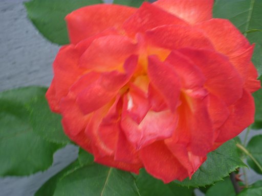 薔薇16