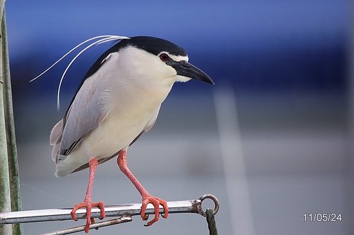 ダイサギ　２０１１・０５・２３