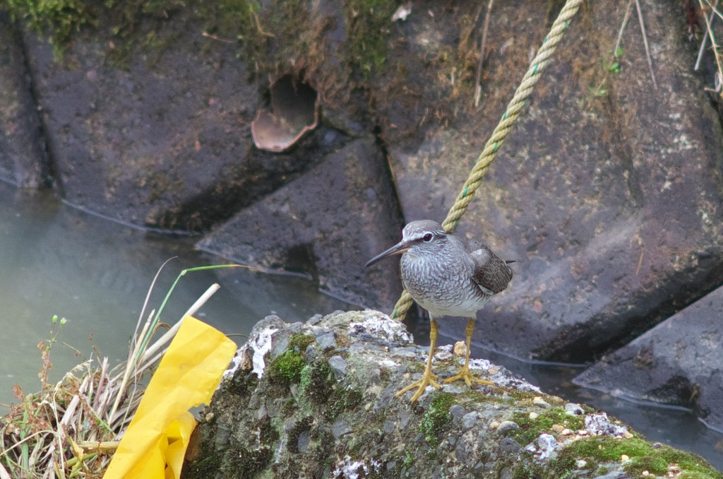 取水口に珍しい鳥が・・
