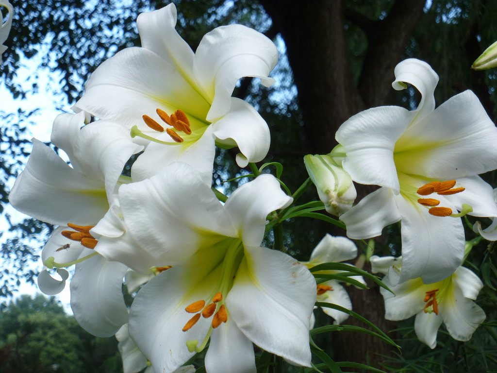 百合