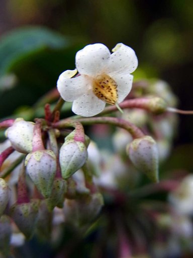 【縦撮り】マンリョウの花