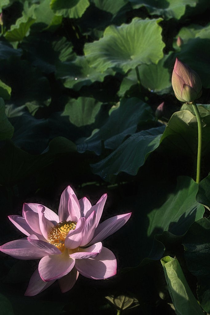 はす花見てきた