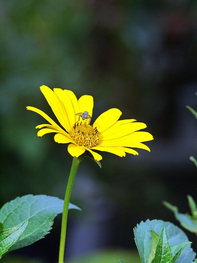 【縦撮り】花と虫