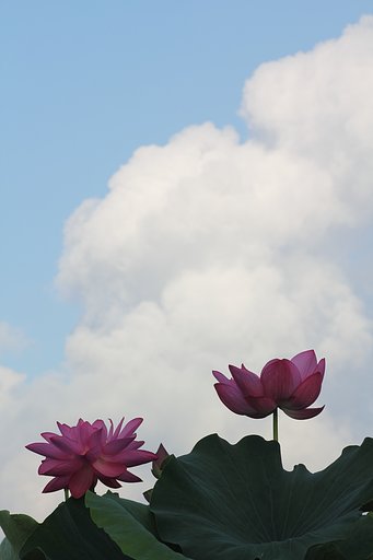 おもいっきりの夏！