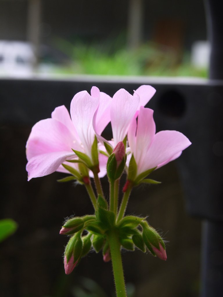 【縦撮り】庭の花