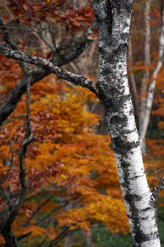 赤城の山も今宵限り