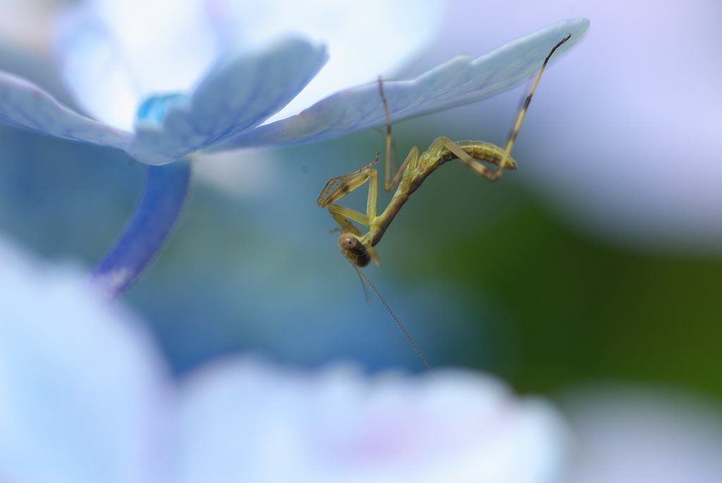 あじさいにカマキリ