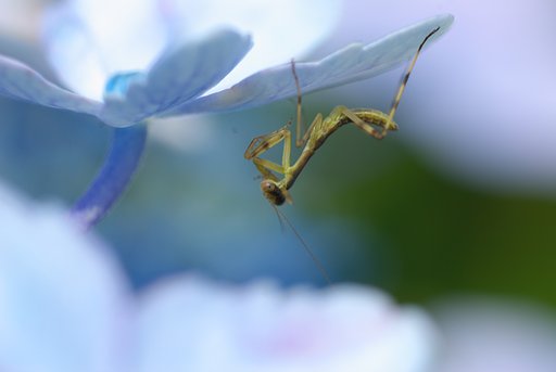 あじさいにカマキリ