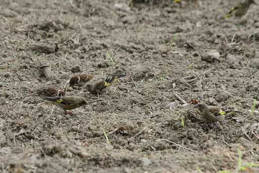 カワラヒワとスズメ