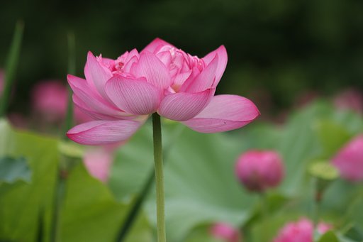 蓮の花３態ー３