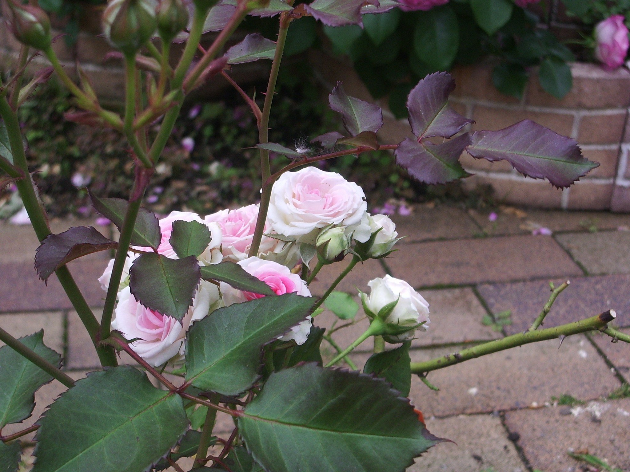 薔薇11