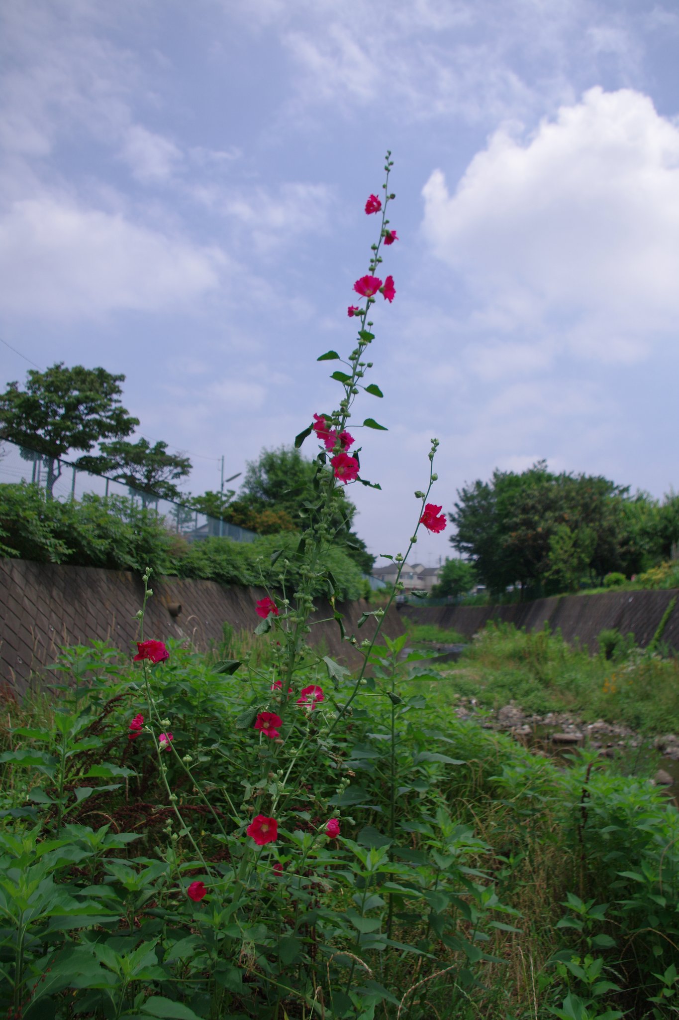 【縦撮り】 タチアオイ 立つ！