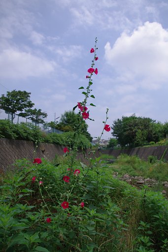 【縦撮り】 タチアオイ 立つ！