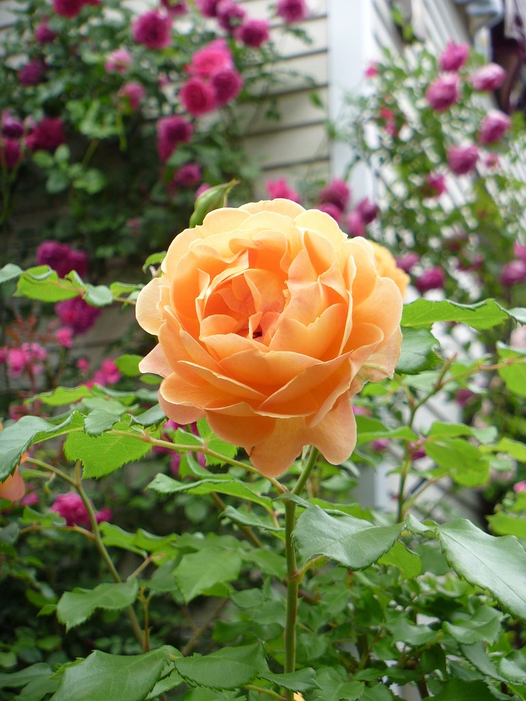 【縦撮】薔薇12