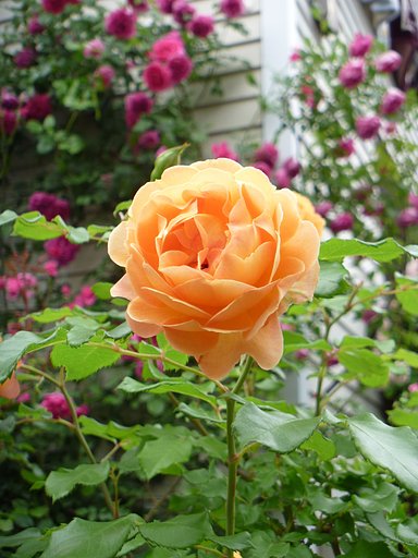 【縦撮】薔薇12