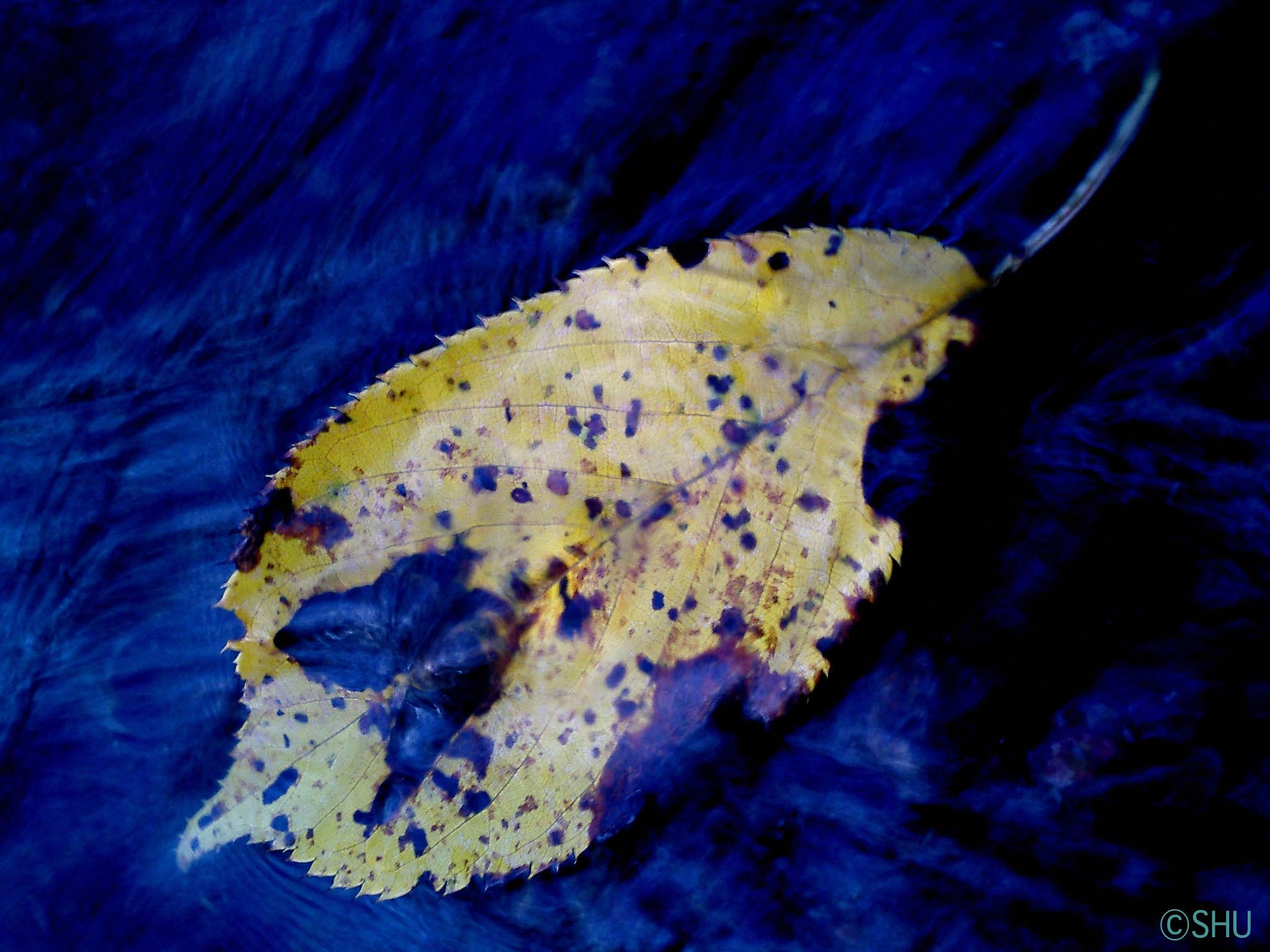 黄葉