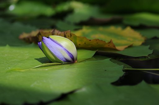 明日は咲きます？