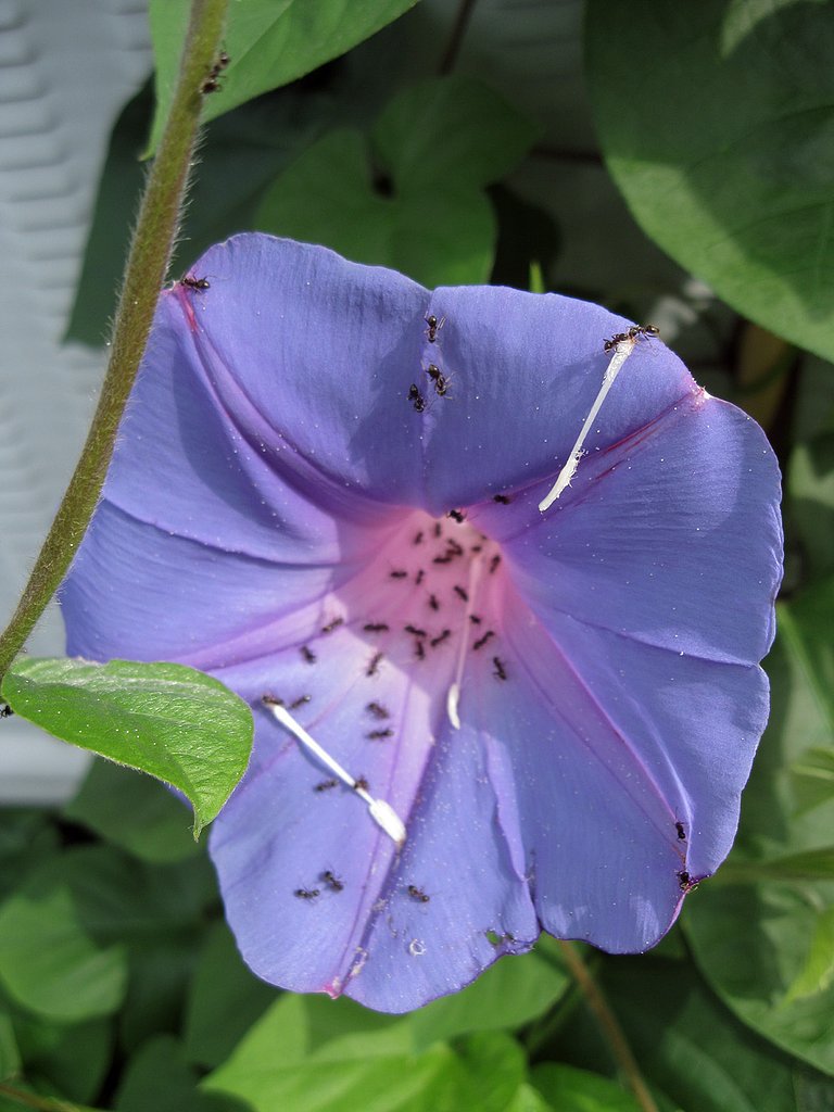 蕊泥棒