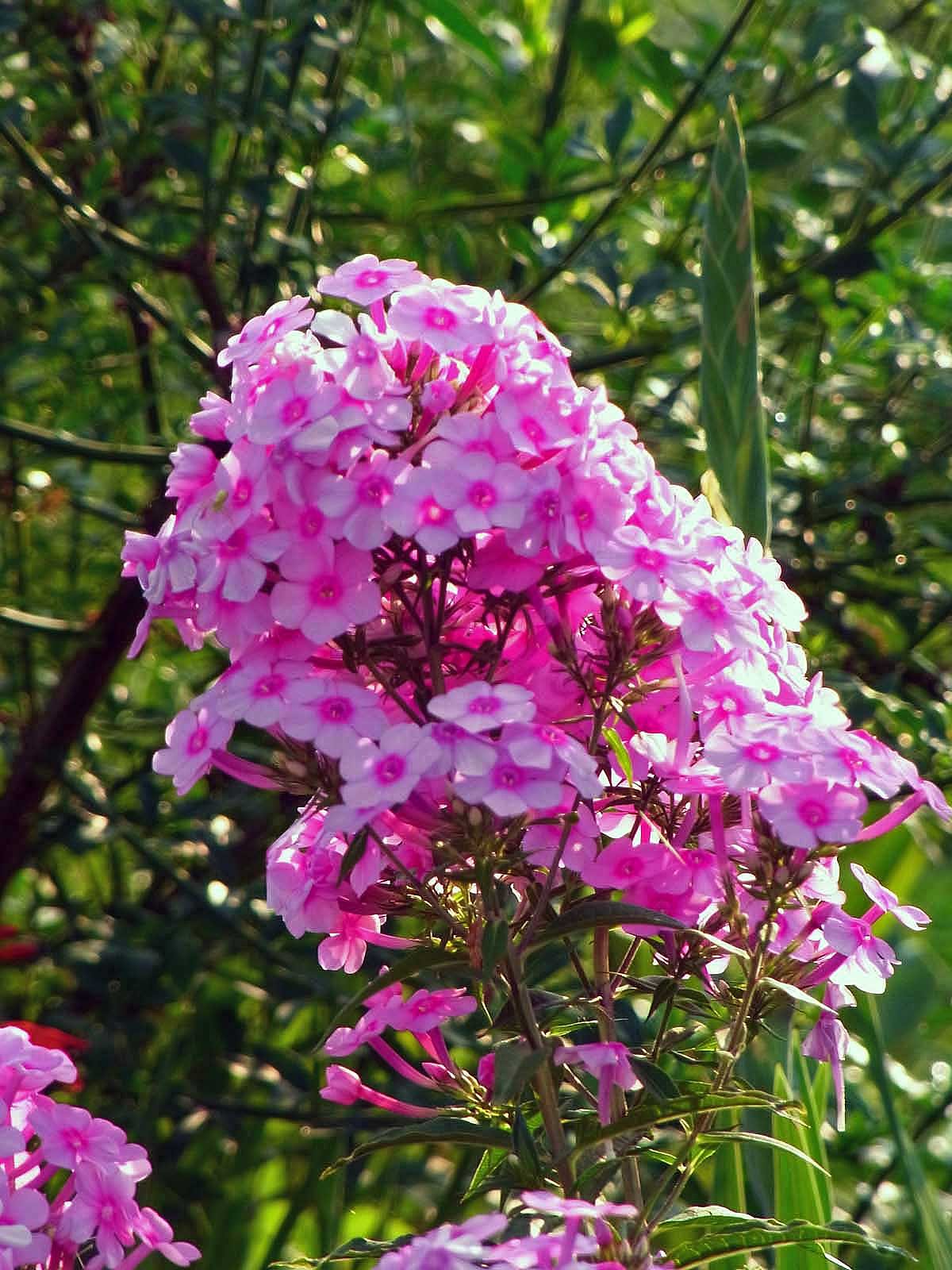 【縦撮り】花魁草