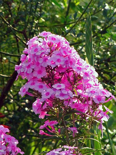 【縦撮り】花魁草