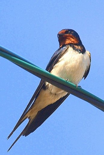 【縦撮り】ツバメのUP