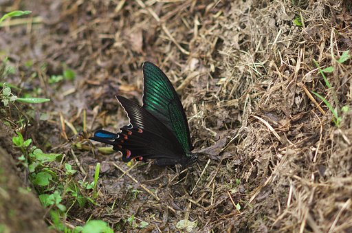 カラスアゲハか・・