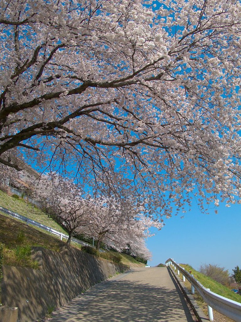 さくら坂・・・