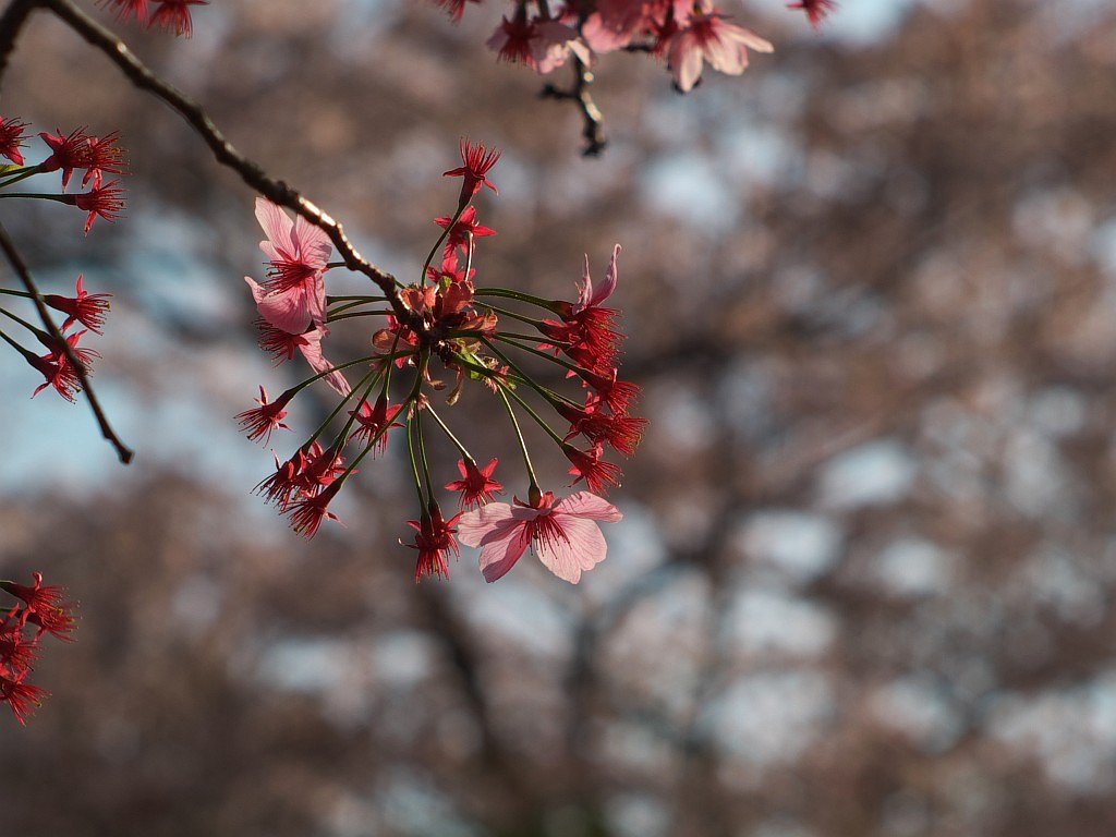 紅い桜