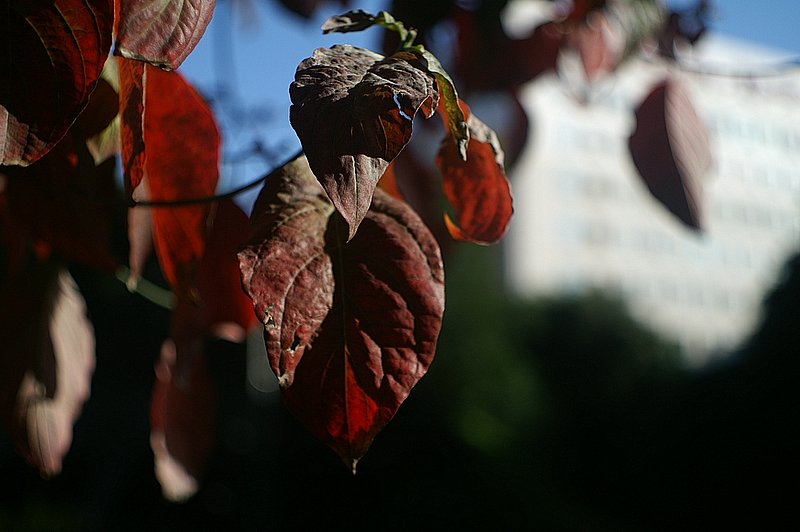 寂しい紅葉