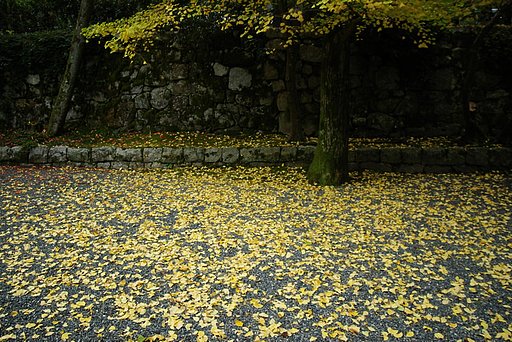 銀杏